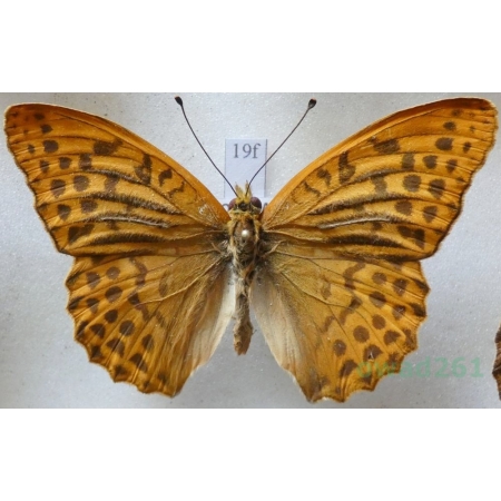 Argynnis paphia (Linnaeus, 1758) male Dostojka malinowiec Czech19f